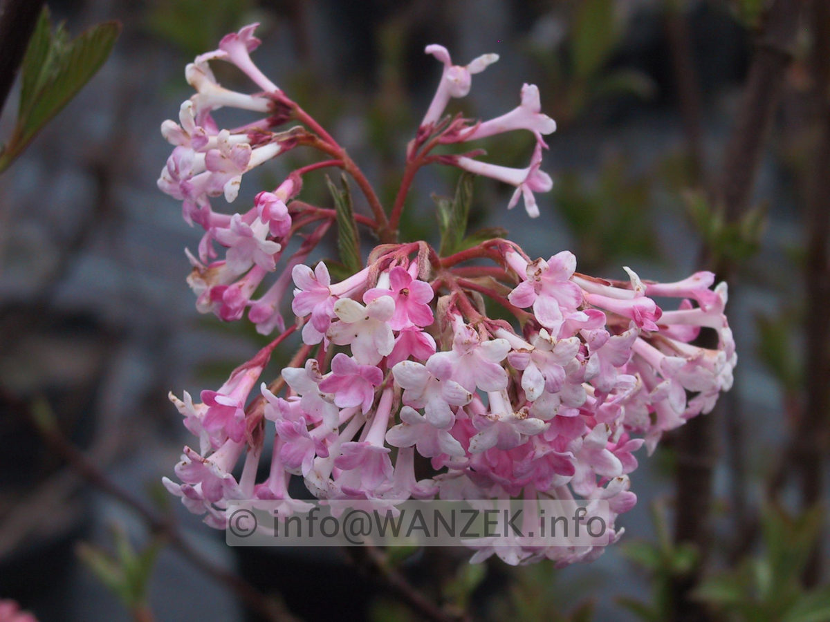 Viburnum bodnatense Dawn 02.JPG